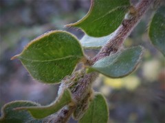 Acacia clandullensis