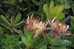 Protea roupelliae hamiltonii