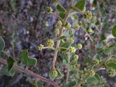 Acacia clandullensis
