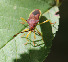 Plinachtus imitator