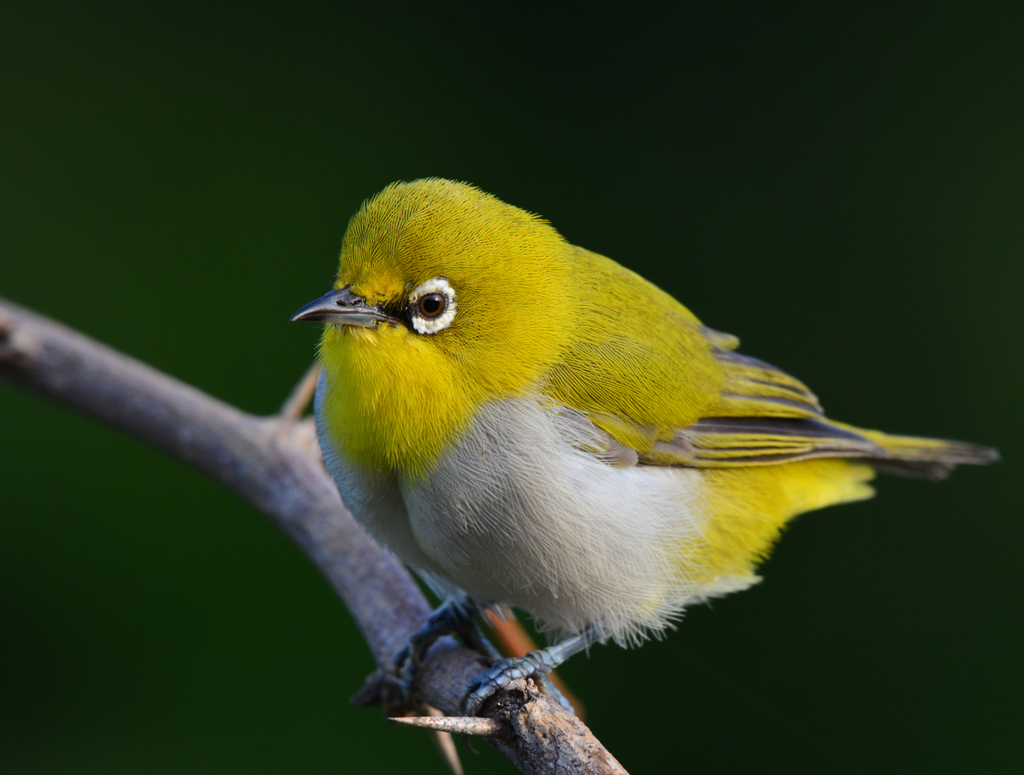 Typical White-eyes
