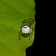 Bijoaraneus legonensis