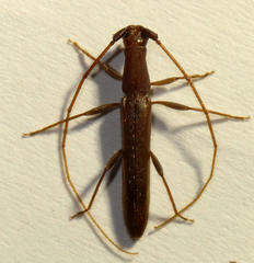 Listrocerum aeolis