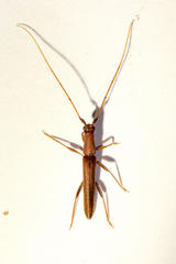 Listrocerum aeolis