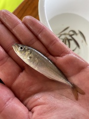 Trachurus trachurus