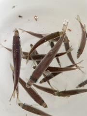 Trachurus trachurus
