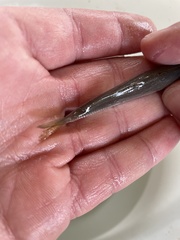 Trachurus trachurus