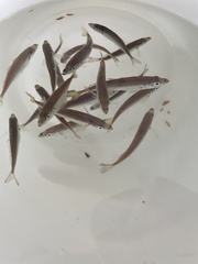 Trachurus trachurus