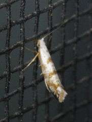 Argyresthia thuiella