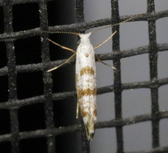 Argyresthia thuiella