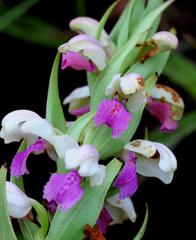 Brachycorythis conica transvaalensis