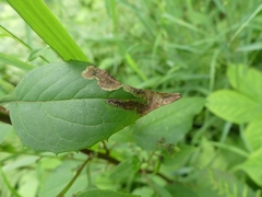 Liriomyza orilliensis