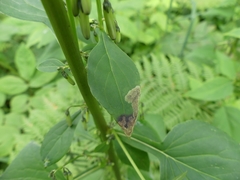 Liriomyza orilliensis
