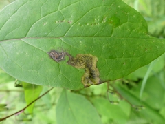 Liriomyza orilliensis