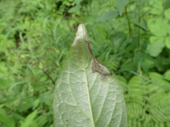 Liriomyza orilliensis