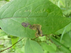Liriomyza orilliensis