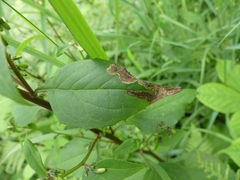 Liriomyza orilliensis