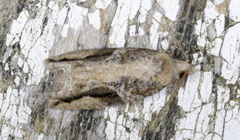 Proteoteras crescentana