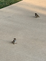 Passer domesticus