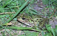 Lithobates kauffeldi