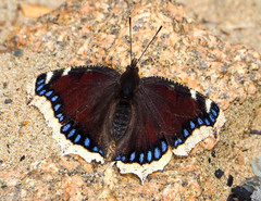 Nymphalis antiopa