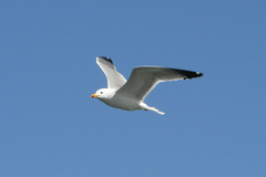 Larus armenicus