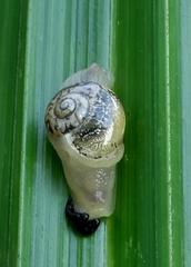 Sheldonia