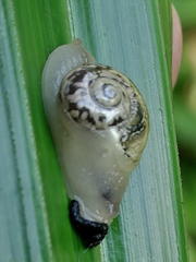 Sheldonia