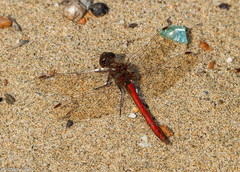 Sympetrum vulgatum