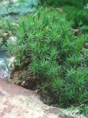Polytrichum