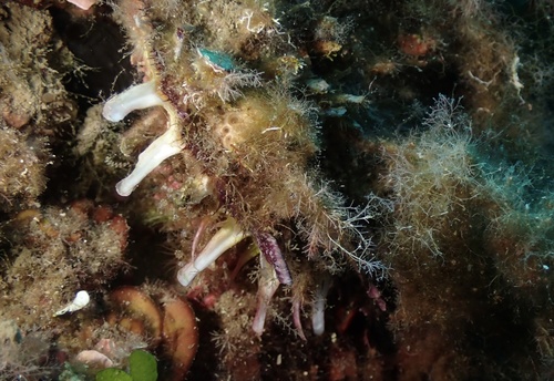 European Thorny Oyster