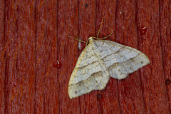 Perizoma parallelolineatum