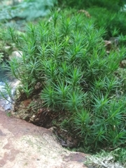 Polytrichum