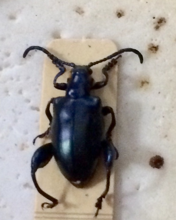Sagra senegalensis