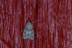 Eudonia truncicolella