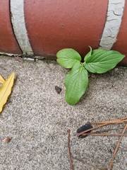 Magnoliopsida