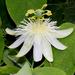 White Passionflower - Photo (c) riana60, some rights reserved (CC BY-NC), uploaded by riana60