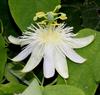 White Passionflower - Photo (c) riana60, some rights reserved (CC BY-NC), uploaded by riana60