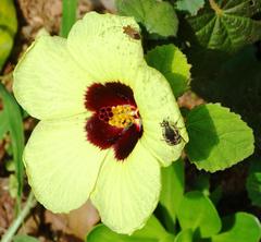 Elaphinis delagoensis