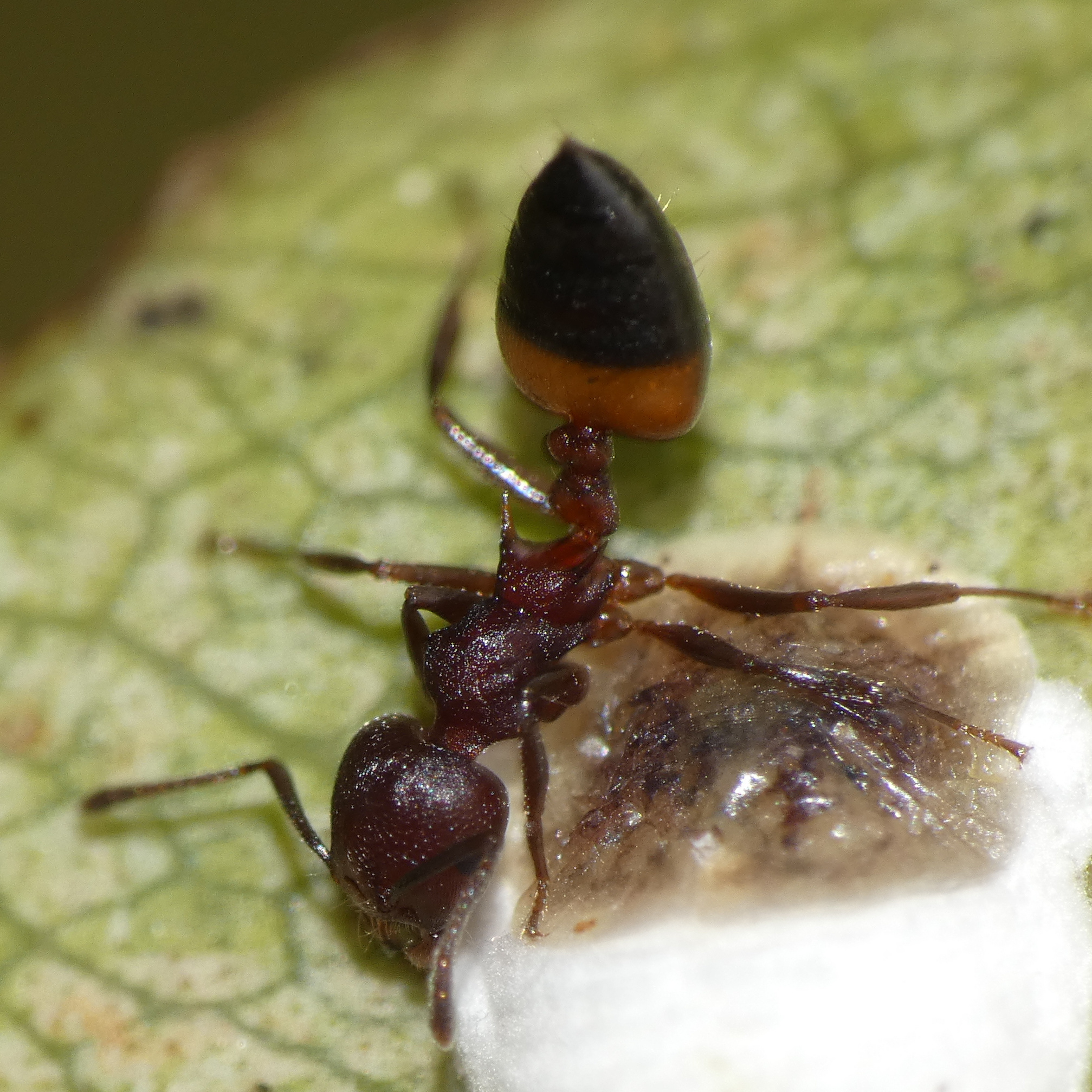 Crematogaster castanea castanea