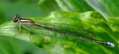 Pseudagrion spernatum natalense