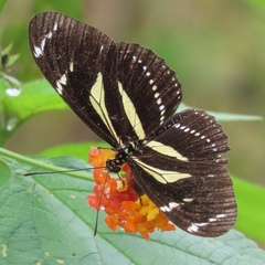 Heliconius peruvianus