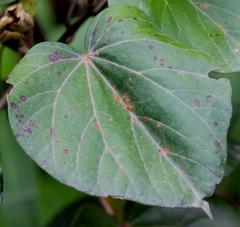 Hibiscus tiliaceus tiliaceus