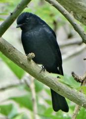 Melaenornis pammelaina ater