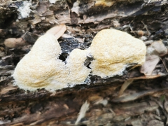 Fuligo cinerea