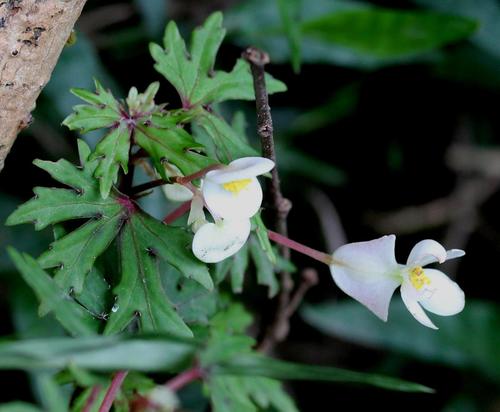 Begonia dregei