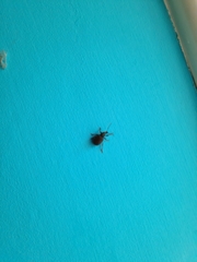 Otiorhynchus rugosostriatus