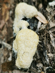 Fuligo cinerea