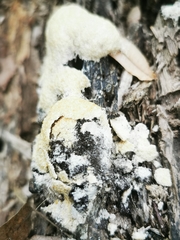 Fuligo cinerea