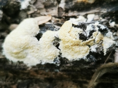 Fuligo cinerea